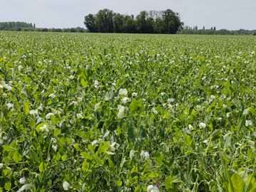 La tordeuse comme la bruche peuvent impacter la qualité des graines de pois.