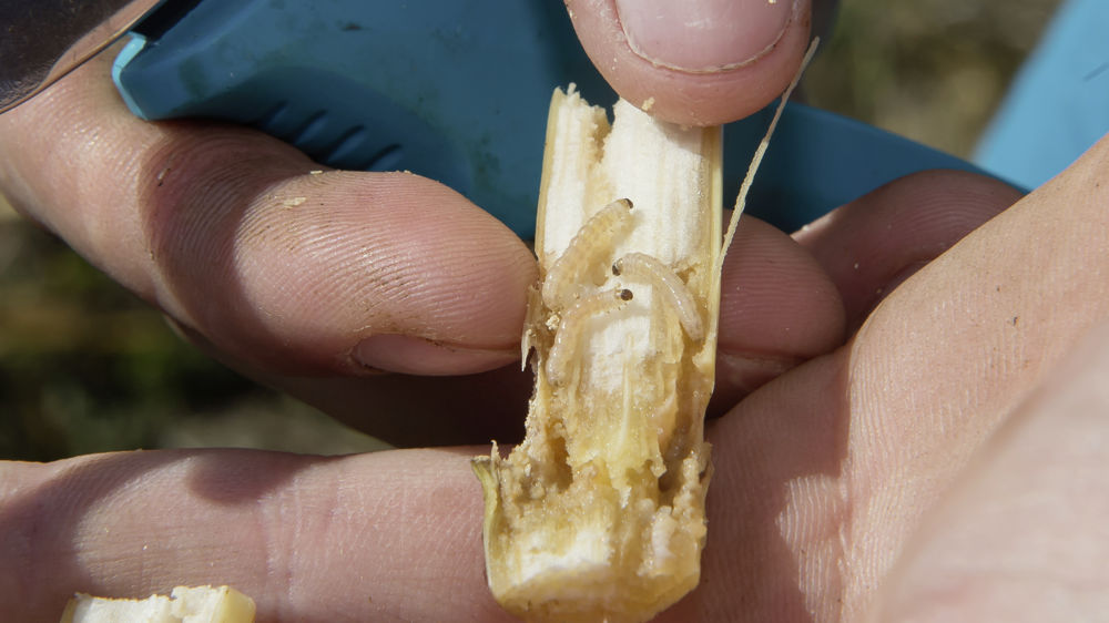 La lutte doit être mise en œuvre avant que les larves de sésamies ne pénètrent dans le maïs.