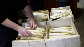 Par manque de saisonniers, des agriculteurs se voient contraints de renoncer à une partie de leur production. Par manque de saisonniers, des agriculteurs se voient contraints de renoncer à une partie de leur production.