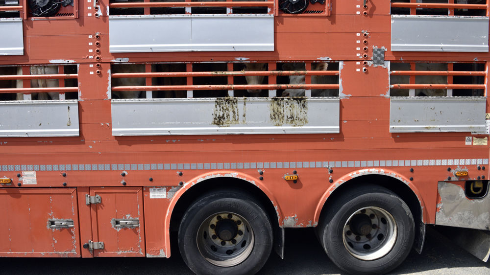 Un plan ministériel intitulé "Vagues de chaleur" impose des actions à mener en cas de canicules, dont l'une concerne le transport d'animaux vivants.