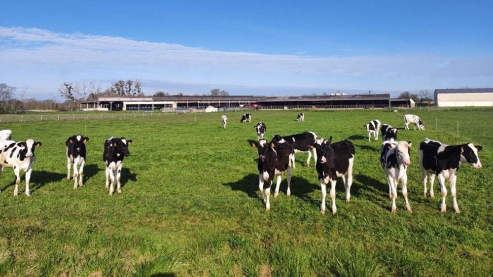Vaches au pâturage