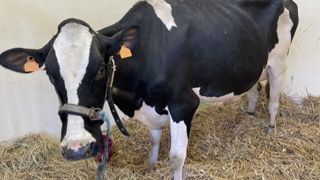 Vache prise en charge pour une hospitalisation à Oniris. Vache prise en charge pour une hospitalisation à Oniris.