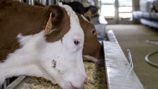 Face à la hausse de prix, les intégrateurs ont diminué la part des matières premières lactées dans la ration des veaux. Face à la hausse de prix, les intégrateurs ont diminué la part des matières premières lactées dans la ration des veaux.