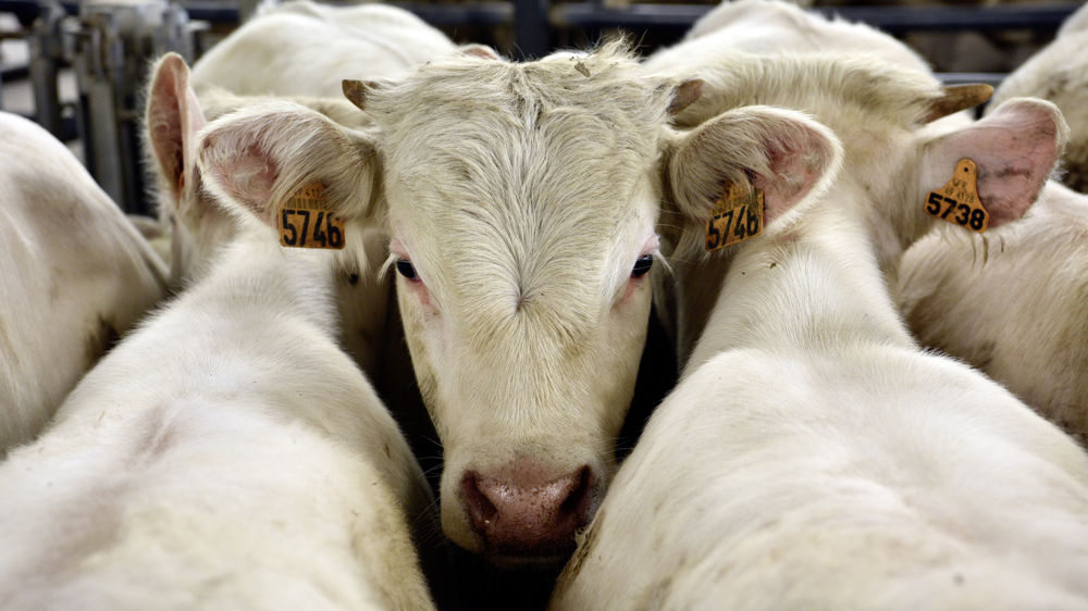Sur les cinq dernières années, le cheptel bovin européen a reculé de 6 %.