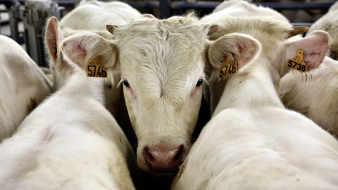 Sur les cinq dernières années, le cheptel bovin européen a reculé de 6 %.