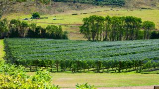 Et si, s’équiper en moyens de protection de vos vignes devenait accessible ?