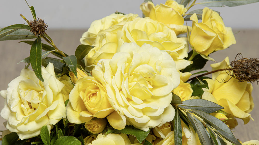 Rosa Rustica® III, MeilaocilI. Rosa Rustica® III, MeilaocilI.