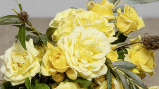 Rosa Rustica® III, MeilaocilI. Rosa Rustica® III, MeilaocilI.