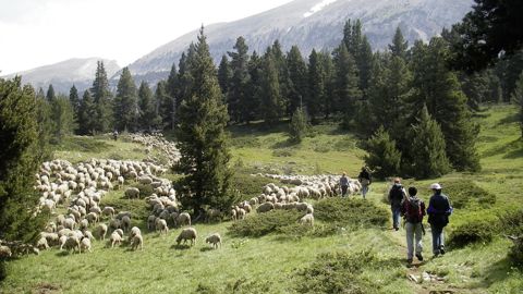L’éducation des promeneurs est nécessaire face aux troupeaux et aux chiens de protection. L’éducation des promeneurs est nécessaire face aux troupeaux et aux chiens de protection.