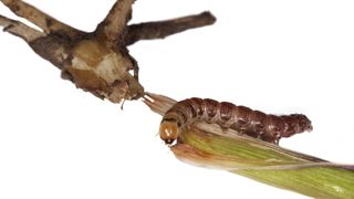 Les attaques de vers gris peuvent engendrer des dégâts considérables dans les parcelles de maïs si elles ne sont pas stoppées à leur début. Les attaques de vers gris peuvent engendrer des dégâts considérables dans les parcelles de maïs si elles ne sont pas stoppées à leur début.