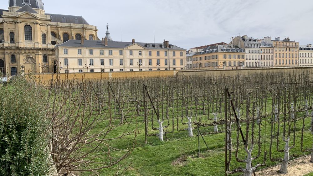 Un guide pour la conception, la mise en œuvre et l’entretien des paysages comestibles fruitiers, des espaliers et autres formes palissées dans la cité… est en gestation. Photo : le Jardin du Potager du Roi à Versailles.