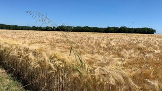 Selon Cécile Roques, l'écimage plus tardif sur graines de folle-avoine matures est possible si l'agriculteur n'implante pas ensuite une culture d'hiver. Selon Cécile Roques, l'écimage plus tardif sur graines de folle-avoine matures est possible si l'agriculteur n'implante pas ensuite une culture d'hiver.