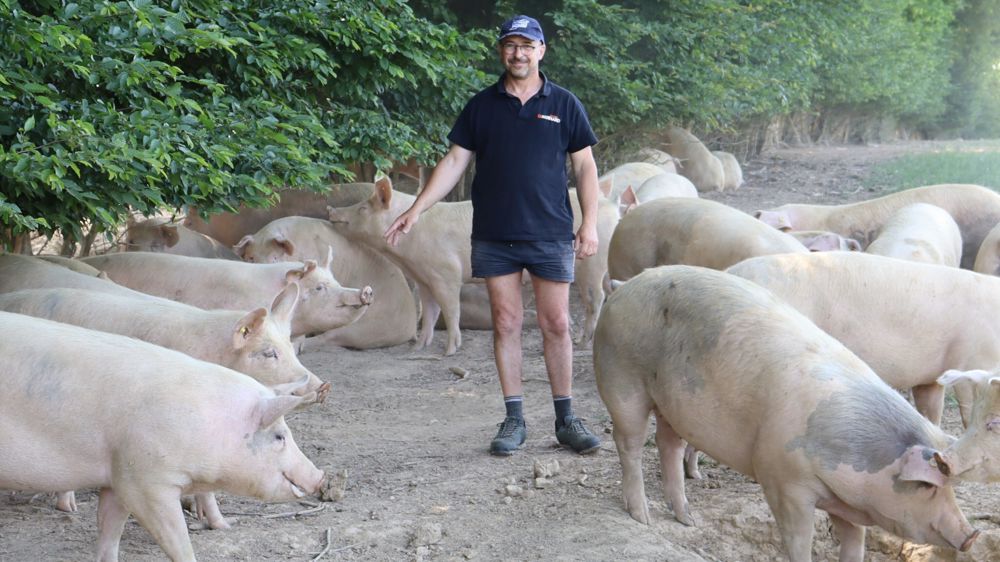 Bien que non issus de races rustiques et nés en bâtiments, « les porcs s’adaptent très bien », assure Eric Girard. Bien que non issus de races rustiques et nés en bâtiments, « les porcs s’adaptent très bien », assure Eric Girard.