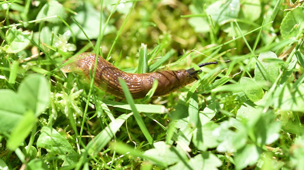 Les couverts végétaux ont-ils un impact sur le risque limaces en cultures ?  