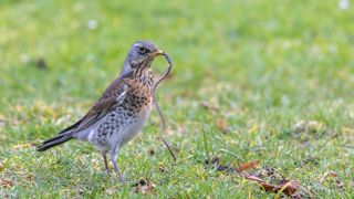 Impact des anti-limaces sur la faune auxiliaire. Qu’en est -il vraiment ? Impact des anti-limaces sur la faune auxiliaire. Qu’en est -il vraiment ?