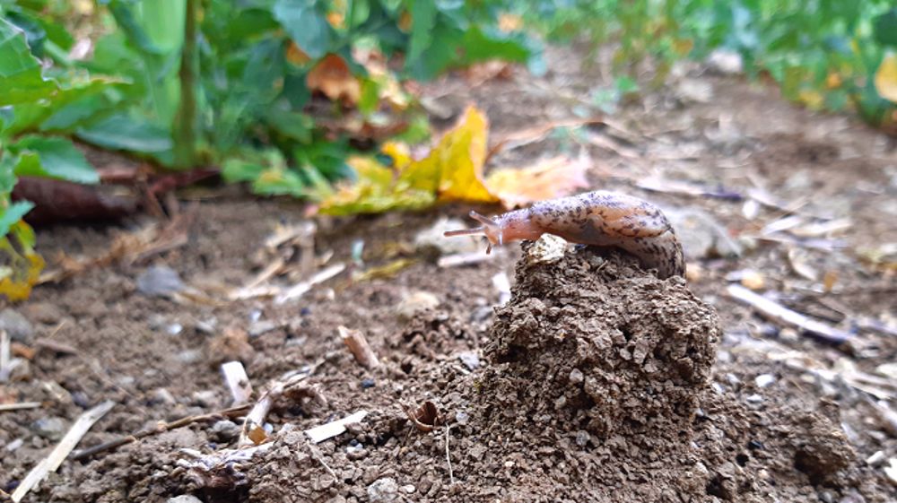 IRONMAX PRO est plébiscité par 98% de ses utilisateurs