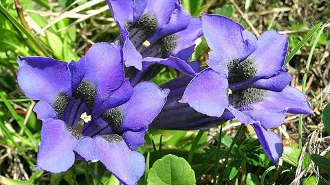 Gentiane acaulis L. Gentiane acaulis L.