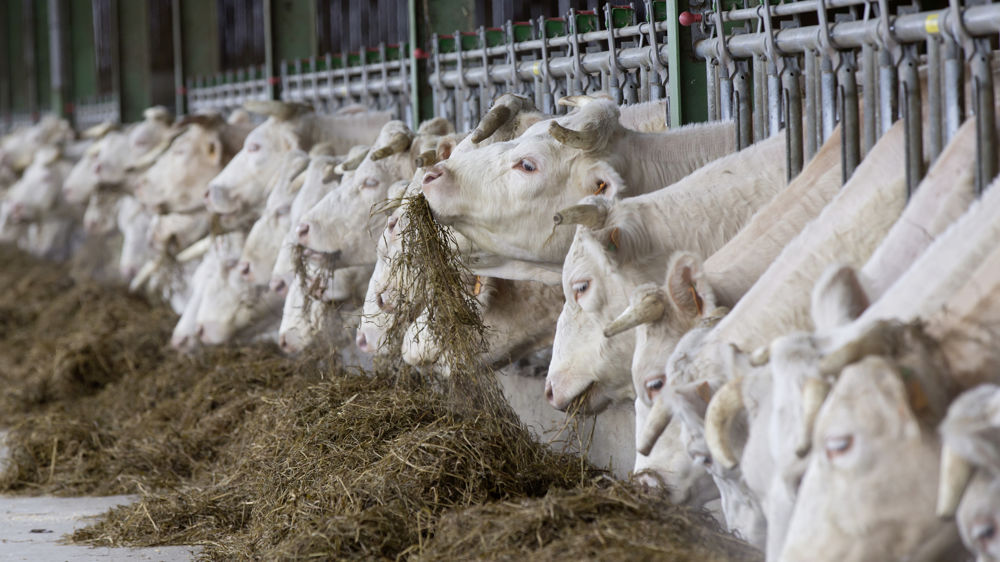 En 2022, le nombre de bovins abattus a chuté de 4,4 % en France par rapport à 2021.