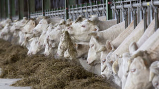 En 2022, le nombre de bovins abattus a chuté de 4,4 % en France par rapport à 2021. En 2022, le nombre de bovins abattus a chuté de 4,4 % en France par rapport à 2021.