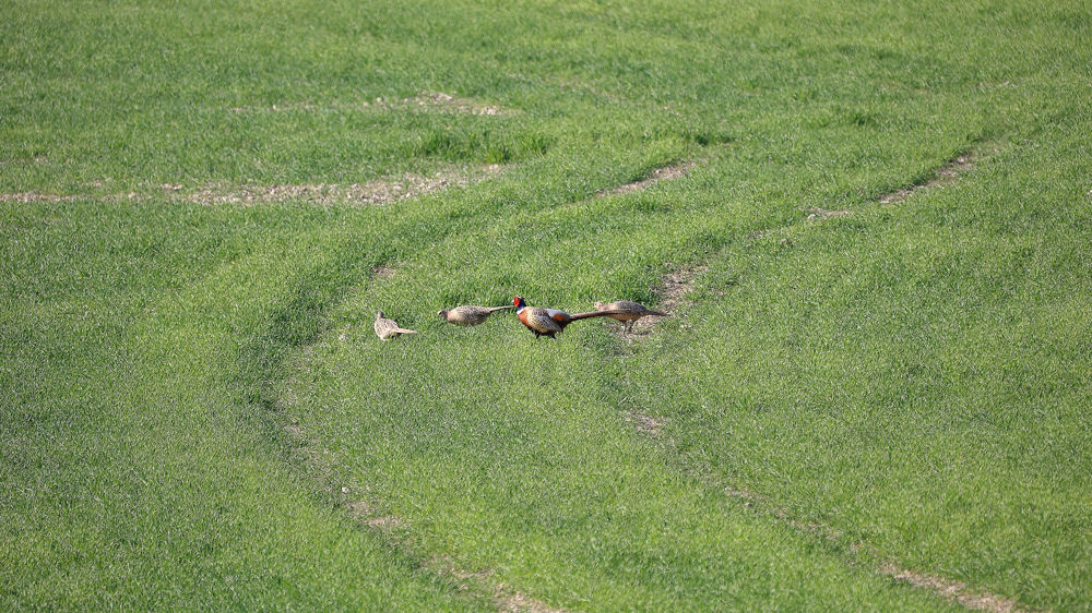 Entre décembre 2022 et juin 2023, des dizaines de signalements ont été réalisés chaque jour en France représentant plus de 9,26 millions d’euros de dégâts.