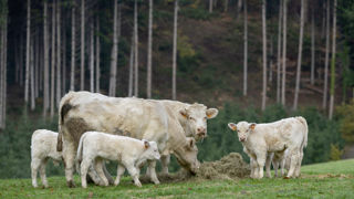 Les abattages de vaches ont continué de reculer en mai 2023 et de se creuser par rapport à l’an dernier. Les abattages de vaches ont continué de reculer en mai 2023 et de se creuser par rapport à l’an dernier.