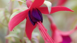 Le fuchsia ‘Lady Boothby’ pousse en hauteur jusqu’à 2 mètres et plus. Le fuchsia ‘Lady Boothby’ pousse en hauteur jusqu’à 2 mètres et plus.