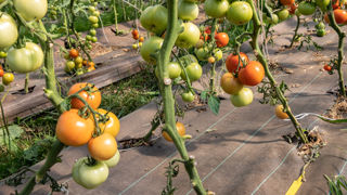 L'interdiction de commercialiser, entre les 21 décembre et 30 avril, des légumes d'été produits en serres chauffées sous le label bio a été levée le 29 juin 2023. L'interdiction de commercialiser, entre les 21 décembre et 30 avril, des légumes d'été produits en serres chauffées sous le label bio a été levée le 29 juin 2023.