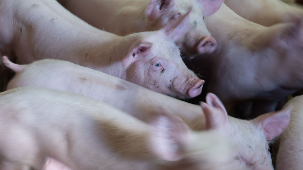 La porcherie Kerjean, créée par Alexis Gourvennec, a été condamnée à 200 000 mille euros d'amende pour pollution des eaux. (photo d'illustration)