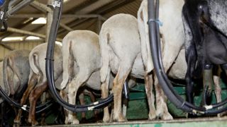 Le nombre de brebis laitières a chuté de 5 % entre novembre 2021 et novembre 2022. Le nombre de brebis laitières a chuté de 5 % entre novembre 2021 et novembre 2022.