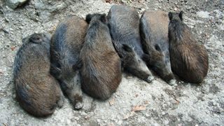 Entre le 1er juillet 2022 et le 26 juin 2023, 906 cas de peste porcine africaine chez des sangliers sauvages ont été détectés en Italie. Entre le 1er juillet 2022 et le 26 juin 2023, 906 cas de peste porcine africaine chez des sangliers sauvages ont été détectés en Italie.