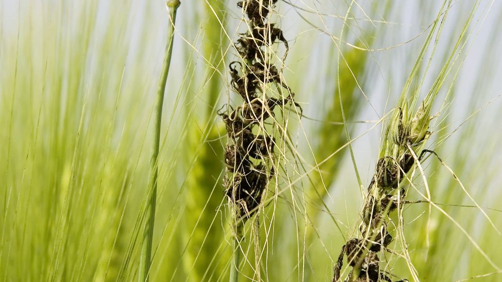 Le charbon nu, qui forme des masses de spores noires à l’emplacement des grains s’observe à partir de l’épiaison sur les plantes issues de graines contaminées.