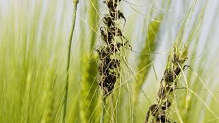 Le charbon nu, qui forme des masses de spores noires à l’emplacement des grains s’observe à partir de l’épiaison sur les plantes issues de graines contaminées. Le charbon nu, qui forme des masses de spores noires à l’emplacement des grains s’observe à partir de l’épiaison sur les plantes issues de graines contaminées.