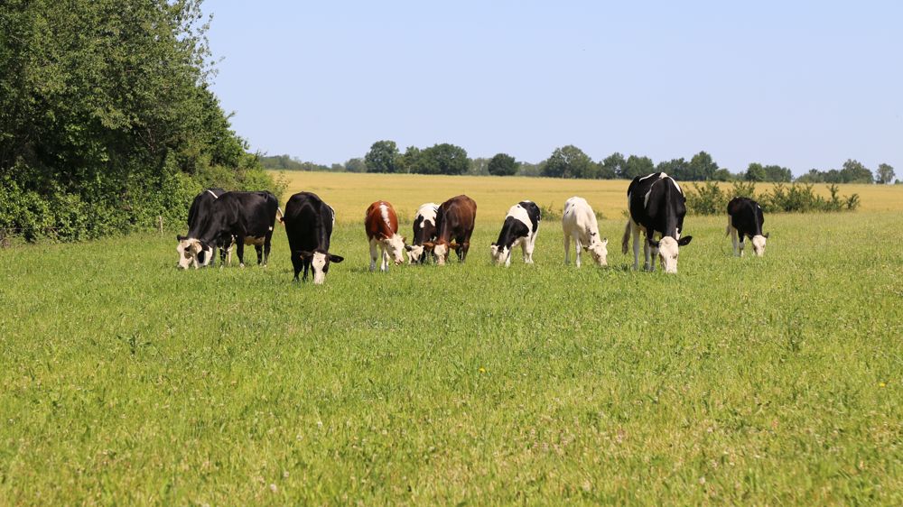 Au 20 juin 2023, la pousse cumulée de l'herbe des prairies permanentes française dépassait de 3 % celle de la période de référence (1989-2018).