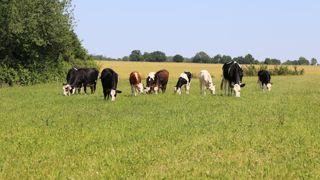 Au 20 juin 2023, la pousse cumulée de l'herbe des prairies permanentes française dépassait de 3 % celle de la période de référence (1989-2018).