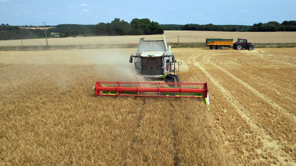 Rendements et qualités des orges semblent au rendez-vous, semblables à la moyenne des dernières années.