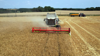 Rendements et qualités des orges semblent au rendez-vous, semblables à la moyenne des dernières années.