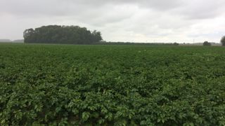 L’UNPT et le CNIPT prévoient une hausse de 2,9 % des surfaces françaises consacrées à la pomme de terre de conservation en 2023.