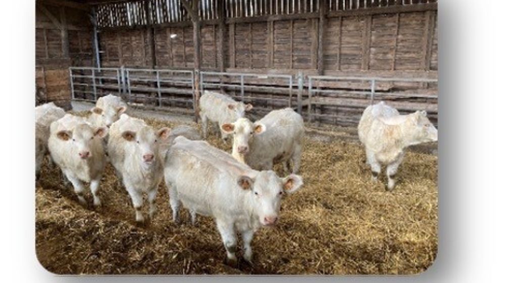 L;'Idele pilote le projet Bovalherb  qui a pour but de tester des conduites de finition à l’herbe de femelles allaitantes.
