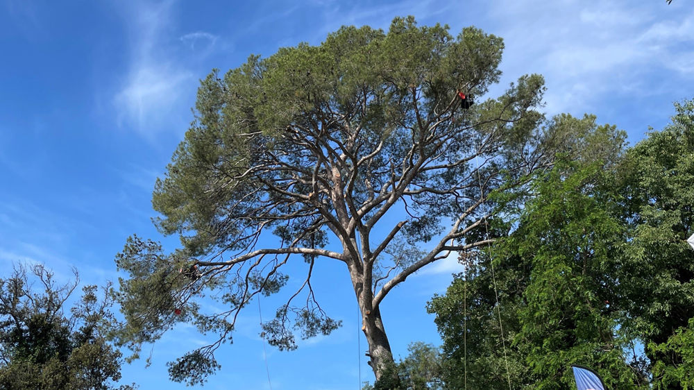 Les Rencontres nationales d’arboriculture se sont déroulées cette année dans le cadre du Salon des agricultures de Provence, début juin. Les Rencontres nationales d’arboriculture se sont déroulées cette année dans le cadre du Salon des agricultures de Provence, début juin.