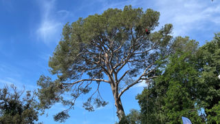 Les Rencontres nationales d’arboriculture se sont déroulées cette année dans le cadre du Salon des agricultures de Provence, début juin. Les Rencontres nationales d’arboriculture se sont déroulées cette année dans le cadre du Salon des agricultures de Provence, début juin.