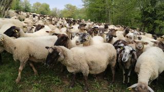 Toutes les régions sont concernées par la baisse du cheptel reproducteur ovin allaitant, sauf la Provence-Alpes-Côte d’Azur où il parvient à se maintenir.