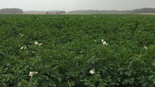 Le régime d’aide d’État proposé vise à compenser à hauteur de 80 % le surcoût forfaitaire de production à l’hectare subi par les producteurs de pommes de terre féculières au cours de la campagne de production de 2022 par rapport à celle de 2021.