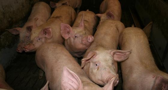 Troupeaux de porcs