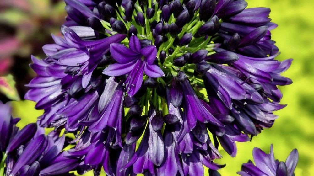 Agapanthe Blackjack 'DWAGHYB02'.