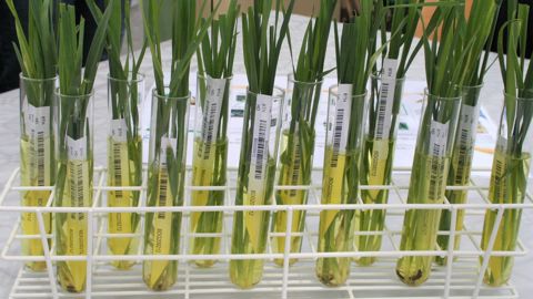 Les filières agricoles attendent des variétés issues des NBT davantage de résistance aux aléas climatiques, au stress hydrique, aux maladies, aux ravageurs...