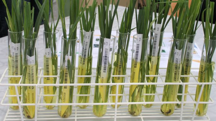 Les filières agricoles attendent des variétés issues des NBT davantage de résistance aux aléas climatiques, au stress hydrique, aux maladies, aux ravageurs...