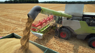 La production française d’orge est estimée à 11,9 millions de tonnes, dont 9,2 millions de tonnes d’orges d’hiver (en hausse de 8,3 % par rapport à 2022).