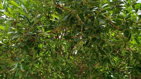 L’arbousier fait partie des plantes locales intéressantes pour des plantations dans l’Aude, selon Olivier Baron, responsable des pépinières départementales du département. L’arbousier fait partie des plantes locales intéressantes pour des plantations dans l’Aude, selon Olivier Baron, responsable des pépinières départementales du département.