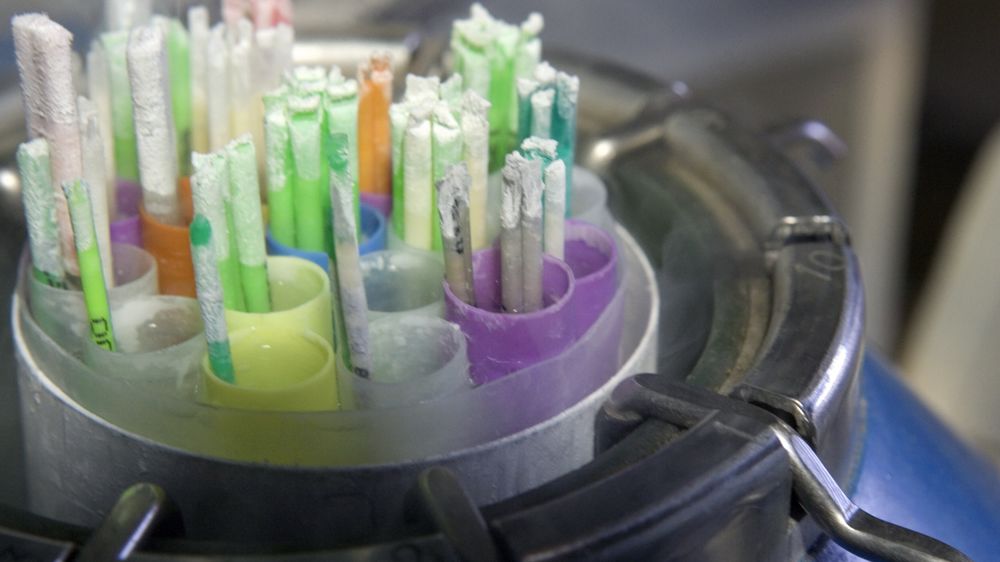 Un taureau affecté par une anomalie génétique peut coûter un million d'euros à la filière.