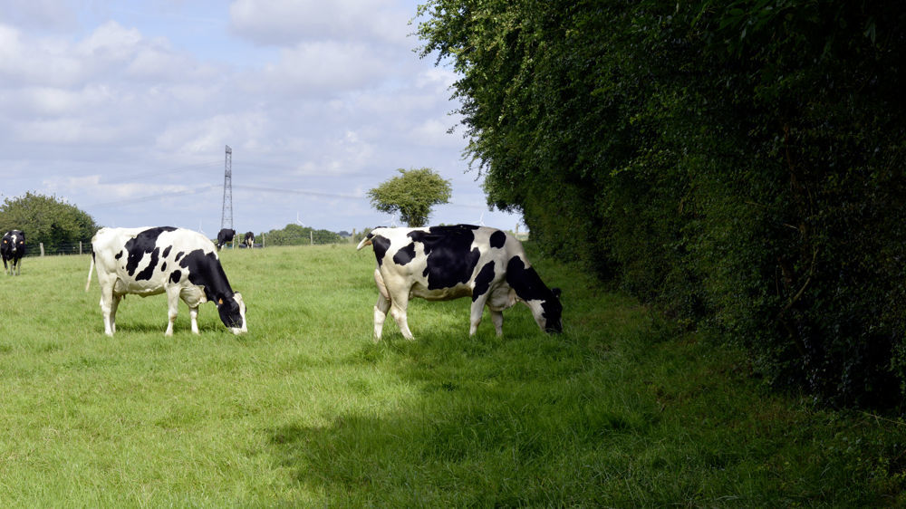 Les sénateurs du groupe Ecologiste, Solidarité et Territoires ont déposé une proposition de loi en faveur des haies.